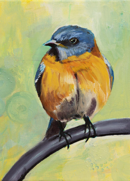 Robin on a chair